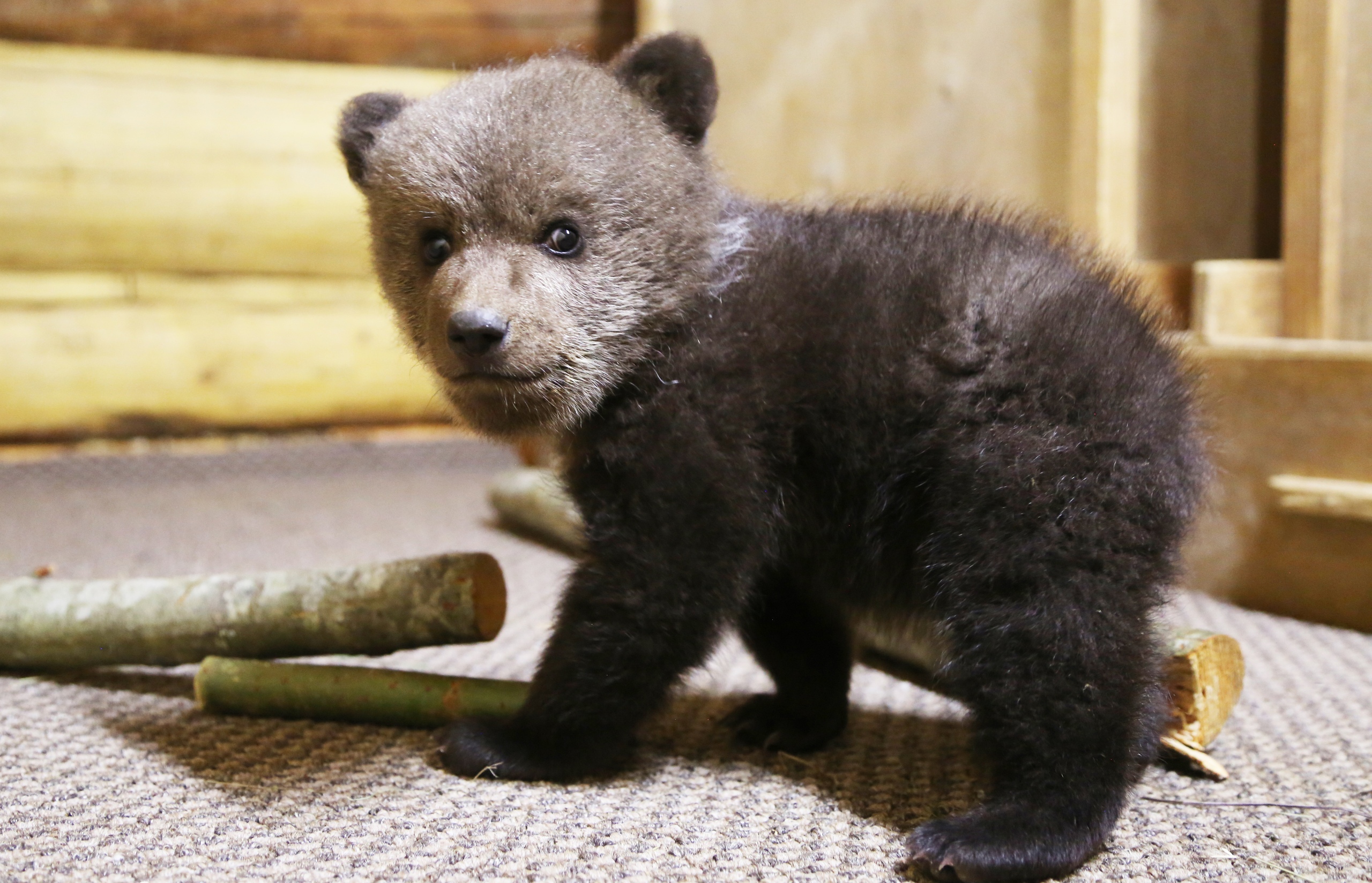 Судьба матери неизвестна: в Тверской области спасают малыша Умку