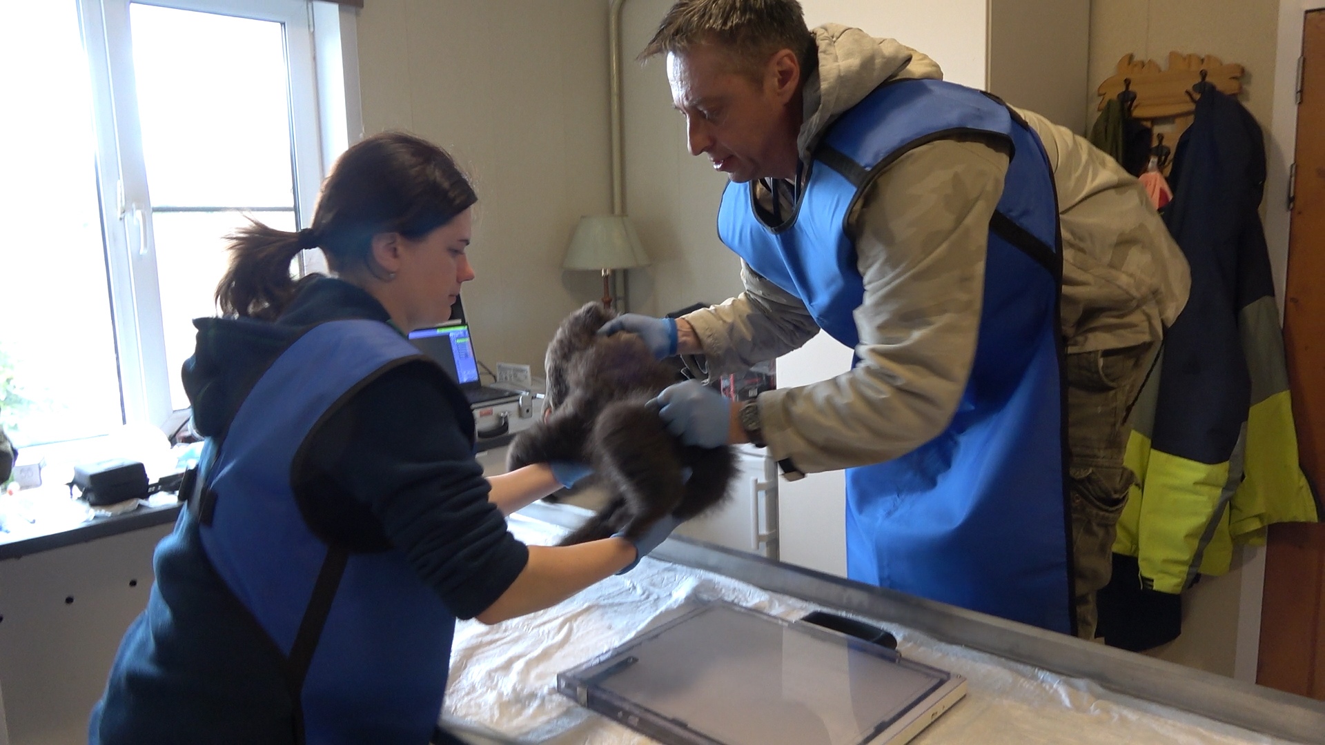 Тверские биологи рассказали подробности истории о застрявшем в дереве медвежонке