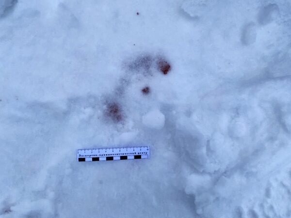 Житель Тверской области, который случайно застрелил мужчину на охоте, предстанет перед судом