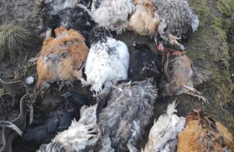 В Тверской области стая собак передушила кур в городе В Тверской области стая собак передушила кур в городе