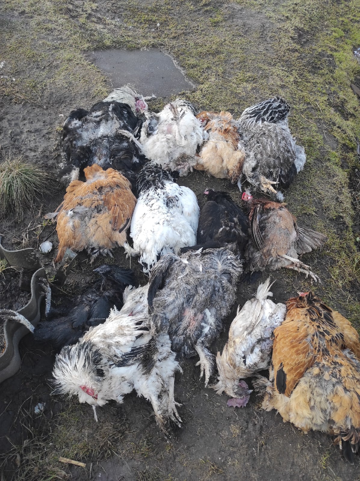 В Тверской области стая собак передушила кур в городе