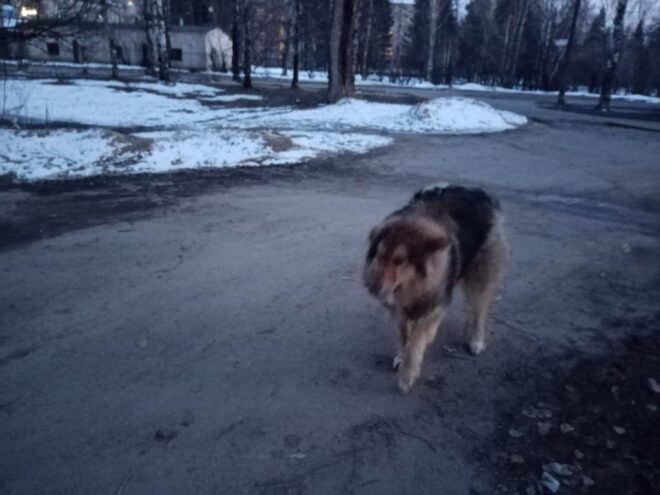 Пьяный житель Тверской области стрелял в собаку на глазах у детей   