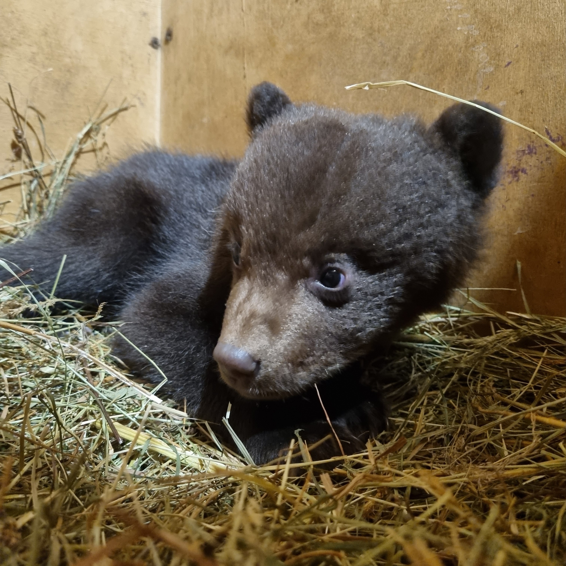 В Тверской области спасают двух медвежат с аристократическими именами