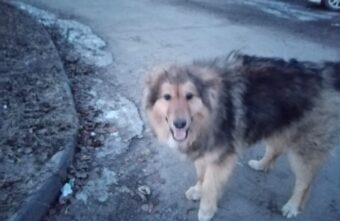 Пьяный житель Тверской области стрелял в собаку на глазах у детей Пьяный житель Тверской области стрелял в собаку на глазах у детей