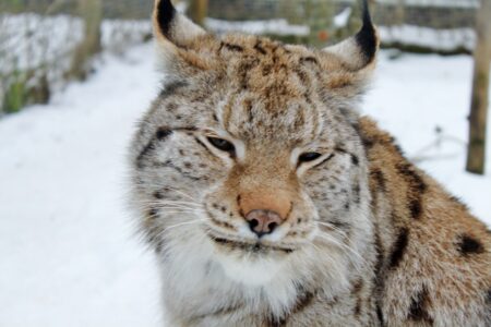 Биологи в Тверской области сообщили о смерти Рыса, умершего от рака Биологи в Тверской области сообщили о смерти Рыса, умершего от рака