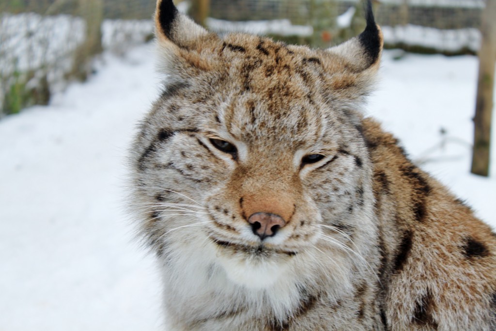 Биологи в Тверской области сообщили о смерти Рыса, умершего от рака