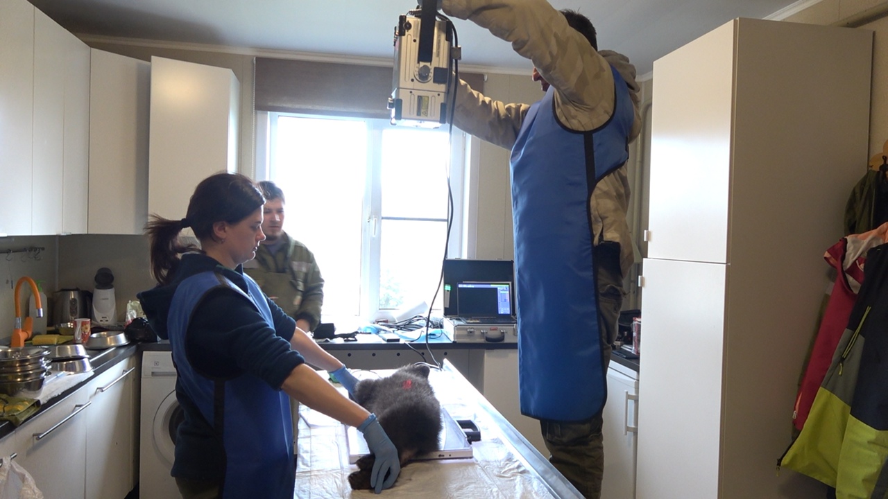 Тверские биологи рассказали подробности истории о застрявшем в дереве медвежонке