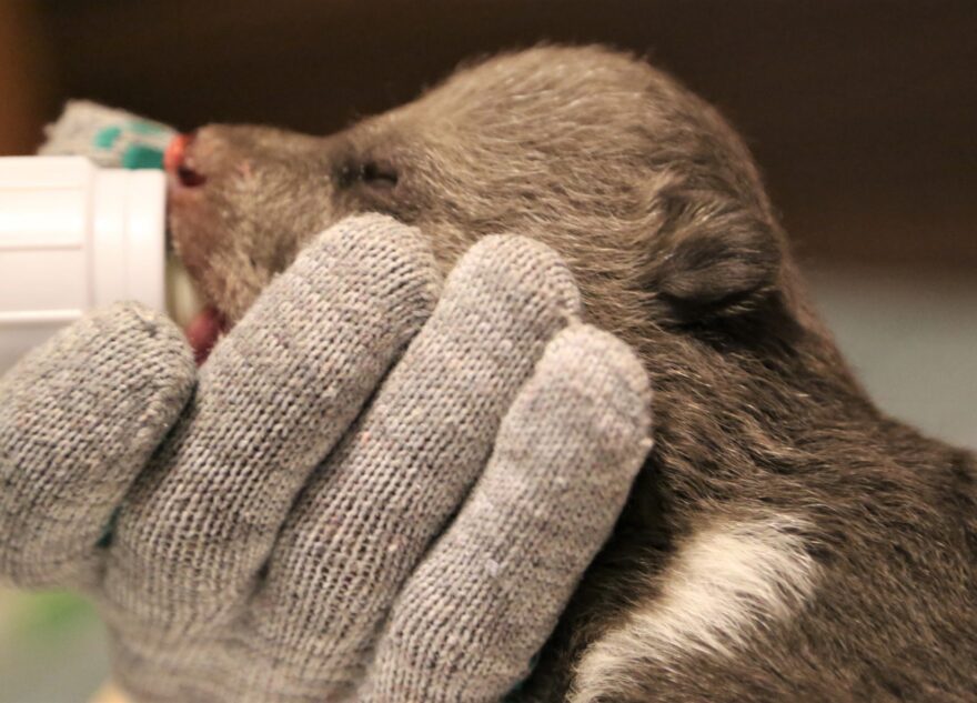 В Тверской области биологи спасают ещё двух медвежат-сирот