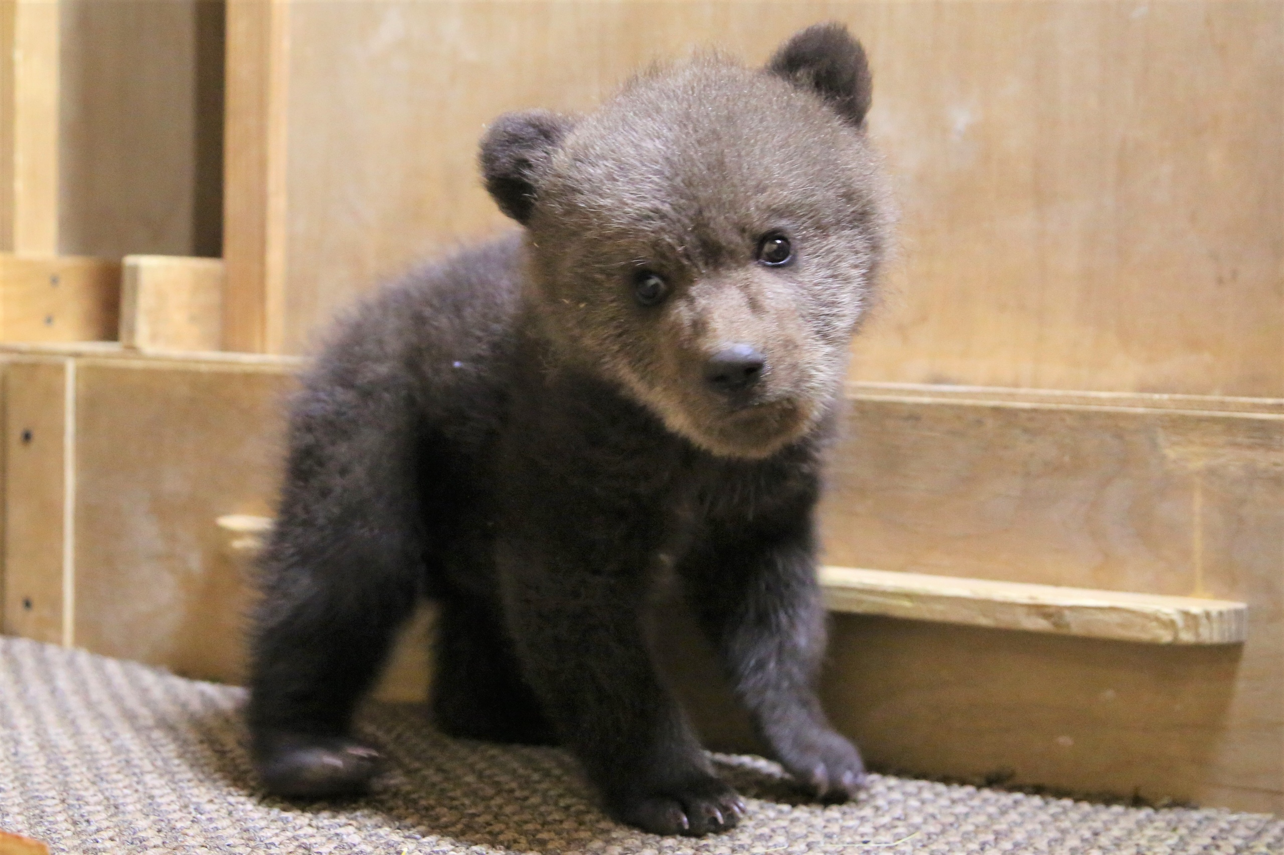 Судьба матери неизвестна: в Тверской области спасают малыша Умку