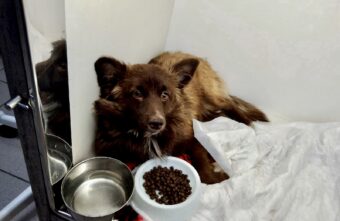 Тверские волонтеры спасают пса, выброшенного из окна третьего этажа Тверские волонтеры спасают пса, выброшенного из окна третьего этажа