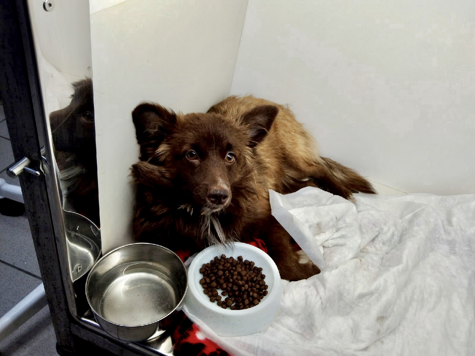 Тверские волонтеры спасают пса, выброшенного из окна третьего этажа