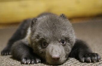 Специалисты Госпиталя дикой природы проведут осмотр медвежат в Тверской области