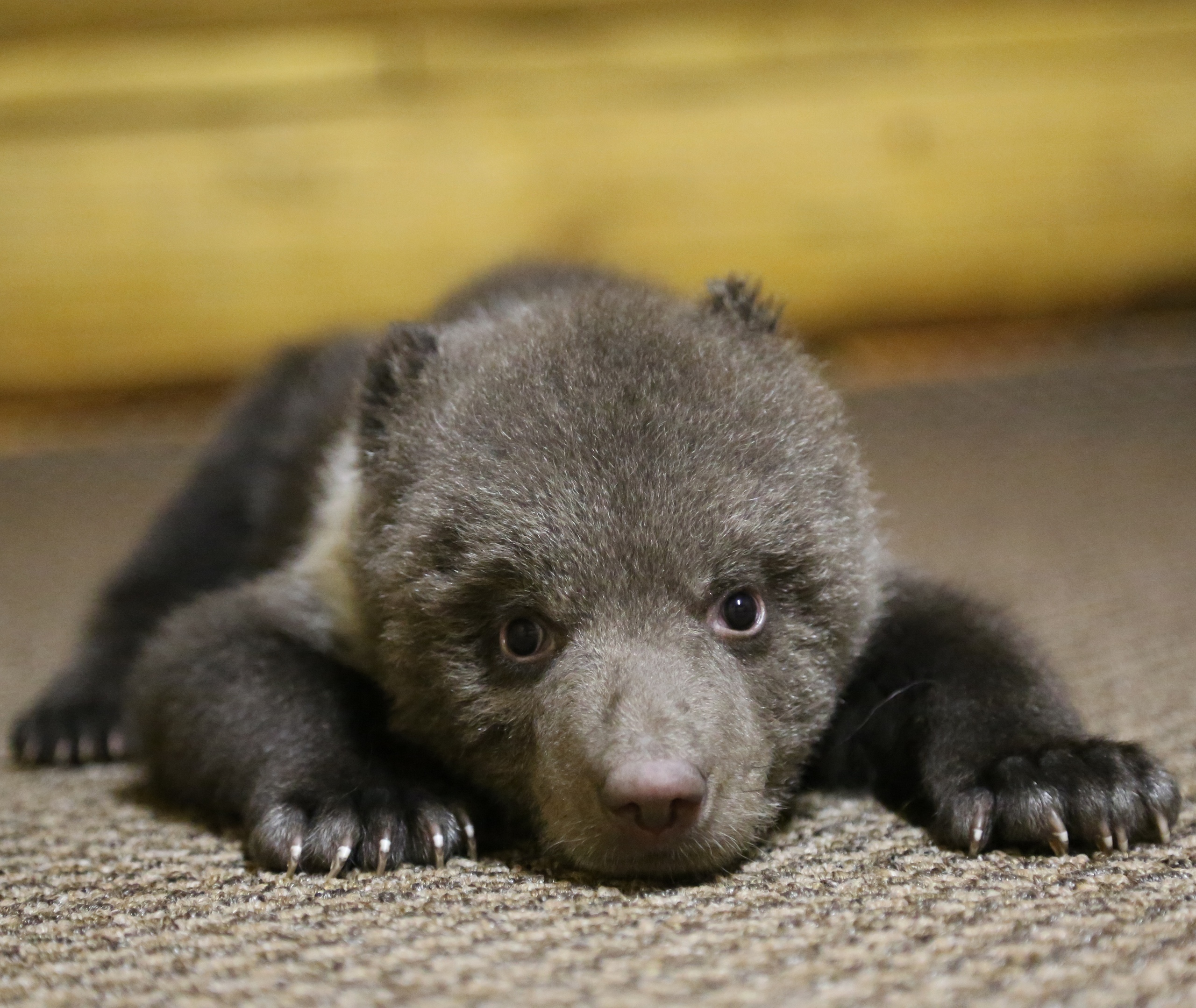 Специалисты Госпиталя дикой природы проведут осмотр медвежат в Тверской области