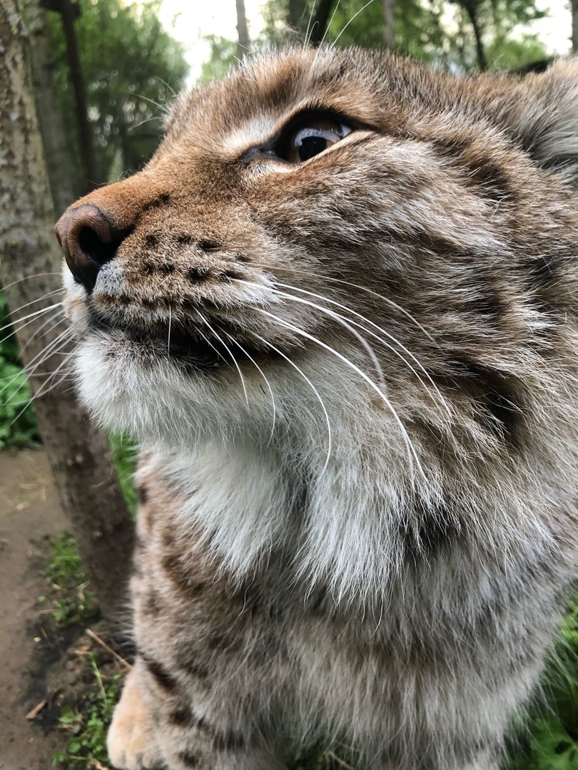 Биологи в Тверской области сообщили о смерти Рыса, умершего от рака