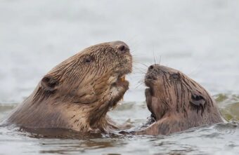 Весна в Тверской области заставила даже бобров забыть о работе Весна в Тверской области заставила даже бобров забыть о работе