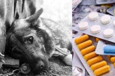 В Твери неизвестные уже месяц травят собак в жилом микрорайоне В Твери неизвестные уже месяц травят собак в жилом микрорайоне