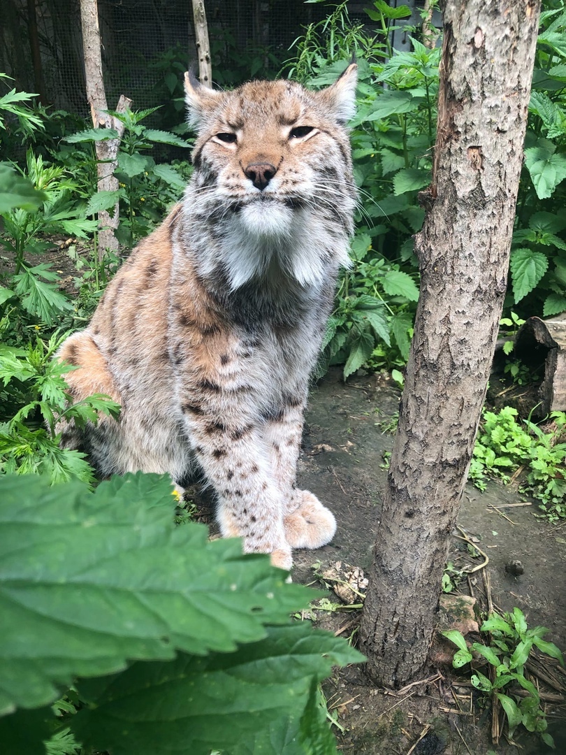 Биологи в Тверской области сообщили о смерти Рыса, умершего от рака