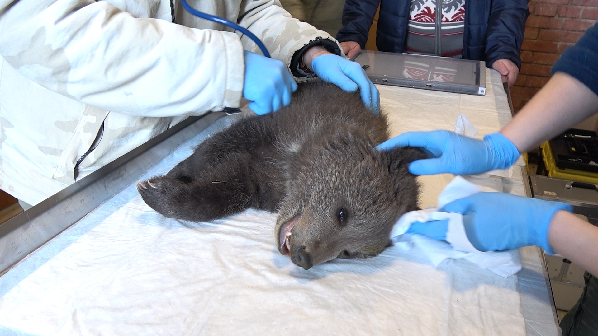 Тверские биологи рассказали подробности истории о застрявшем в дереве медвежонке