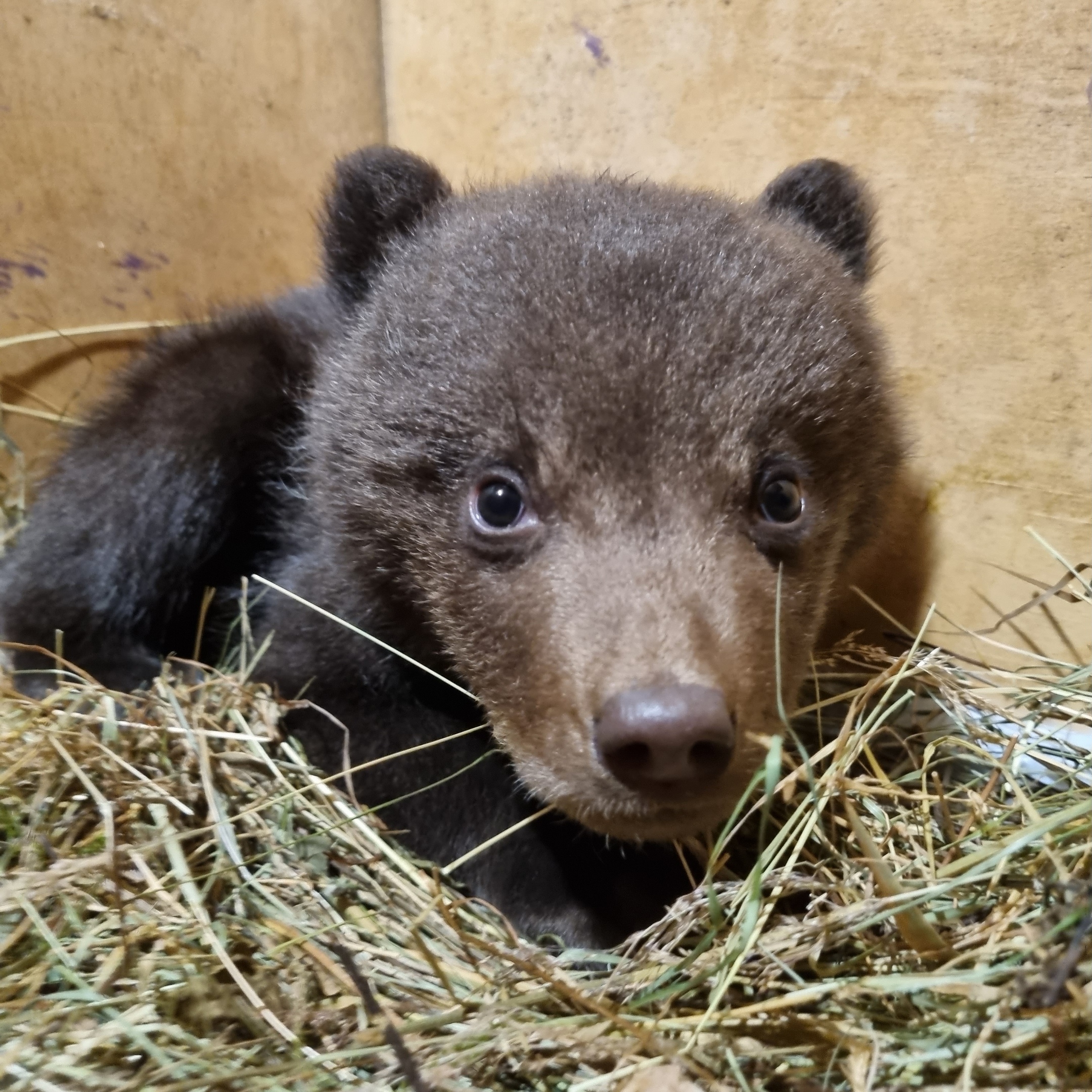 В Тверской области спасают двух медвежат с аристократическими именами