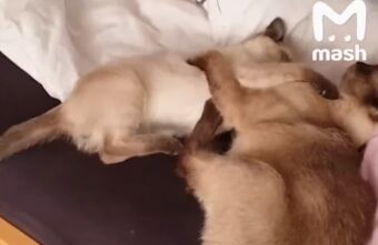 Они не переживут дорогу домой: в Швеции таможенники убили кошку и новорождённых котят