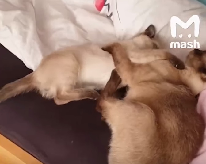 Они не переживут дорогу домой: в Швеции таможенники убили кошку и новорождённых котят