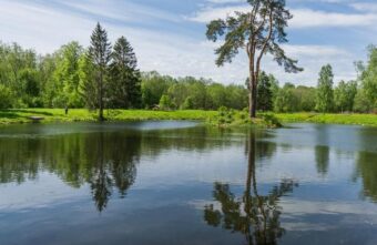 Сосна из Тверской области поборется за звание "Российское дерево года-2022" Сосна из Тверской области поборется за звание "Российское дерево года-2022"