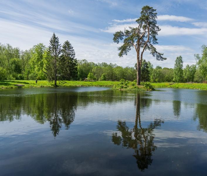 Сосна из Тверской области поборется за звание "Российское дерево года-2022"