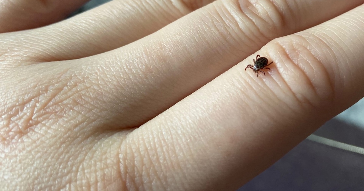 В Тверской области проснулись клещи, есть жертвы