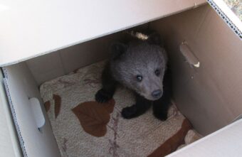 В Тверской области маленького медвежонка зажало в расщелине дерева