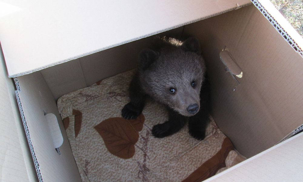 В Тверской области маленького медвежонка зажало в расщелине дерева