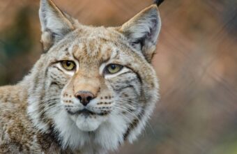 Ночью в тверскую деревню Котчище пришла симпатичная «кошка» Ночью в тверскую деревню Котчище пришла симпатичная «кошка»