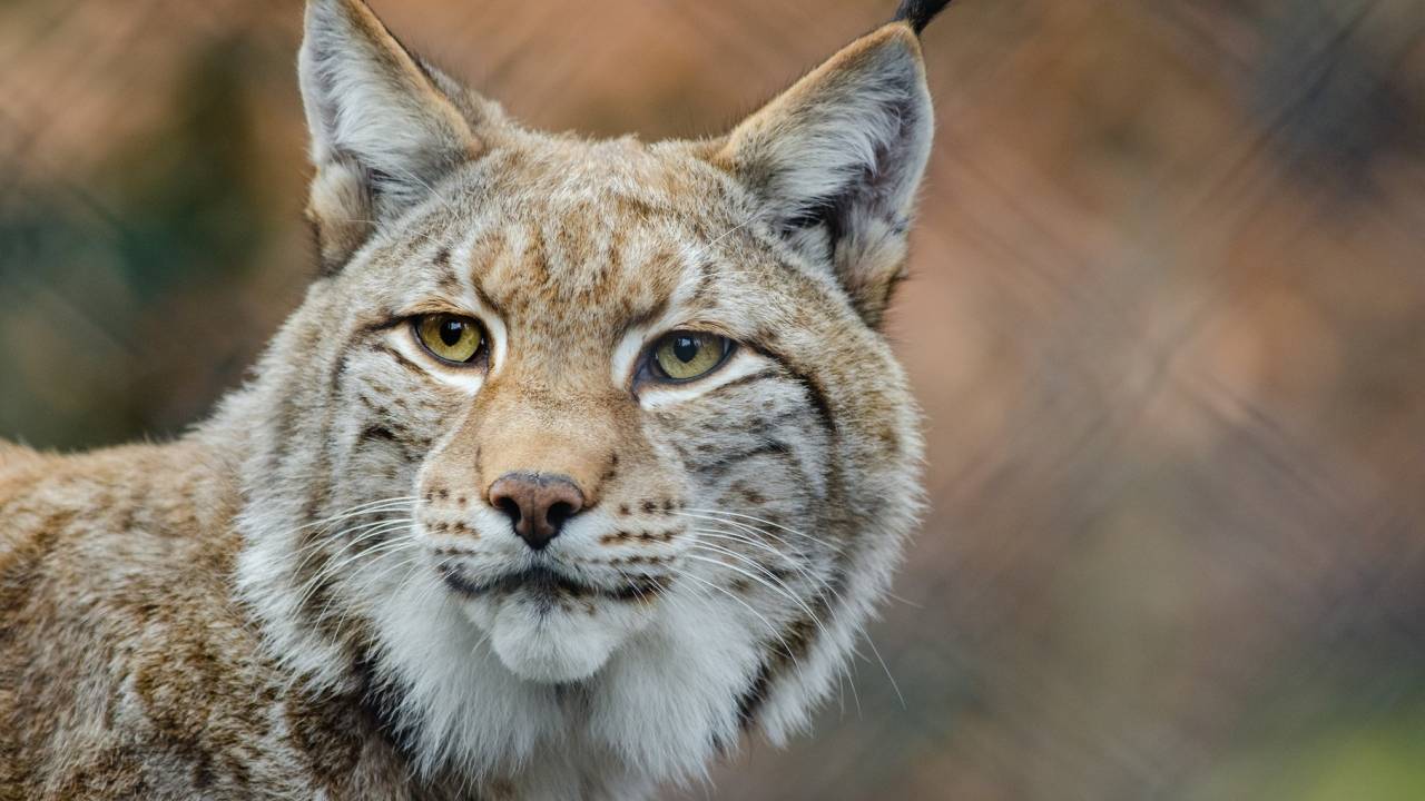 Ночью в тверскую деревню Котчище пришла симпатичная «кошка» | ТОП Тверь  новости