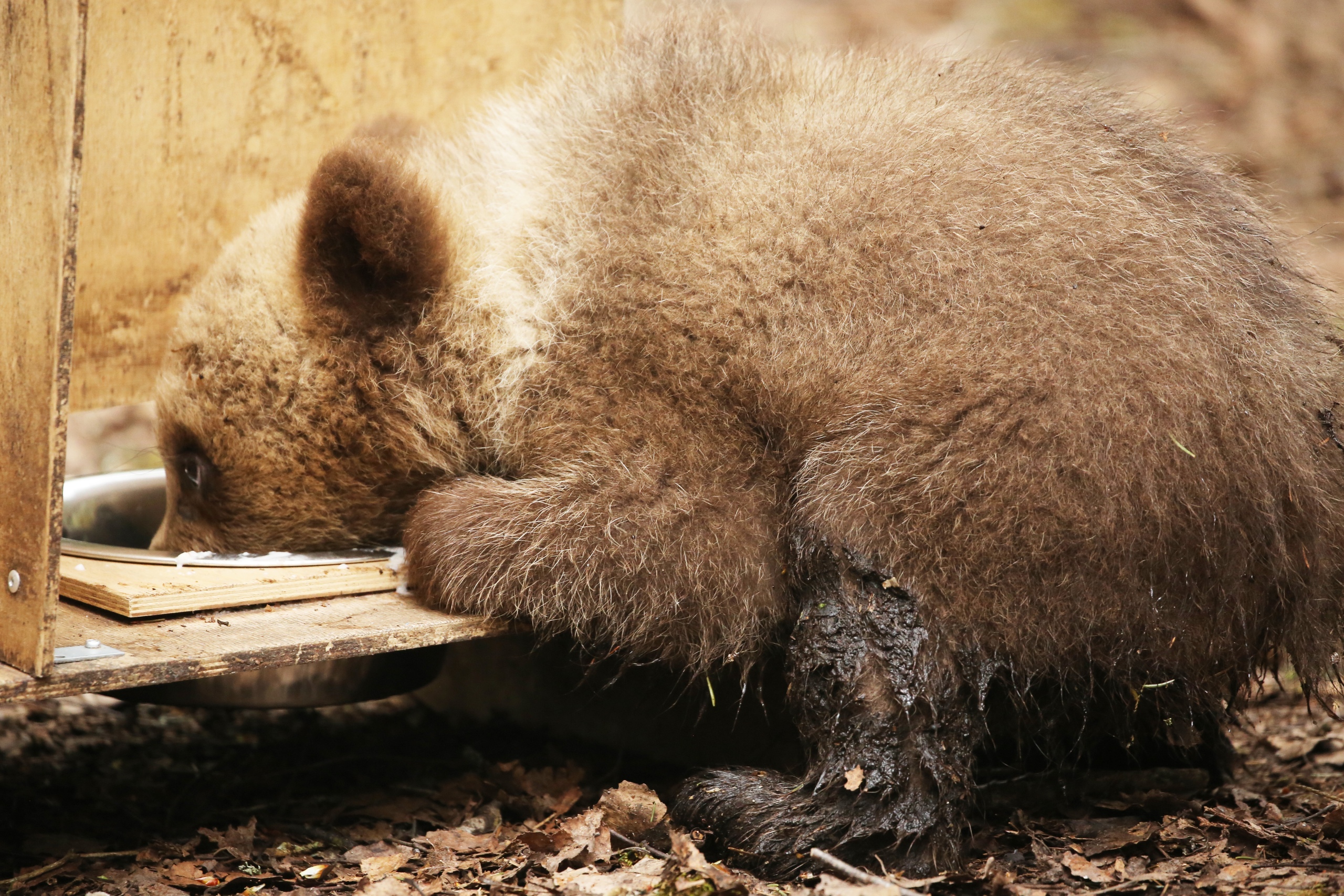 Хотим добавки: в Тверской области опубликовали фотографии с медвежьего завтрака