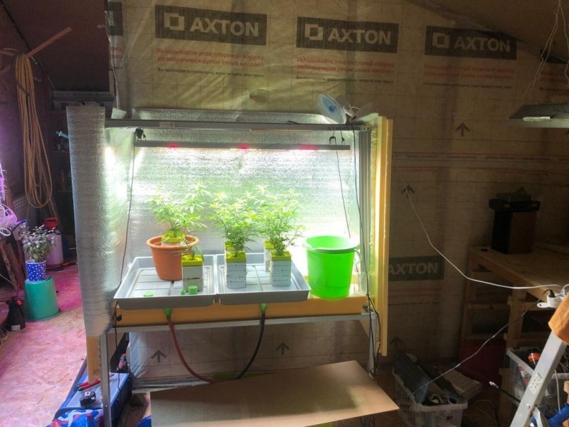 Подозреваемого в попытке сбыта крупной партии конопли задержали под Тверью