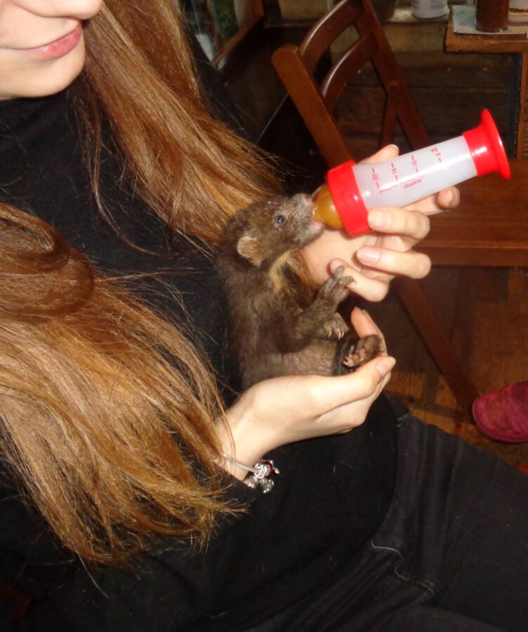 Биологи в Тверской области просят не рубить деревья до середины лета