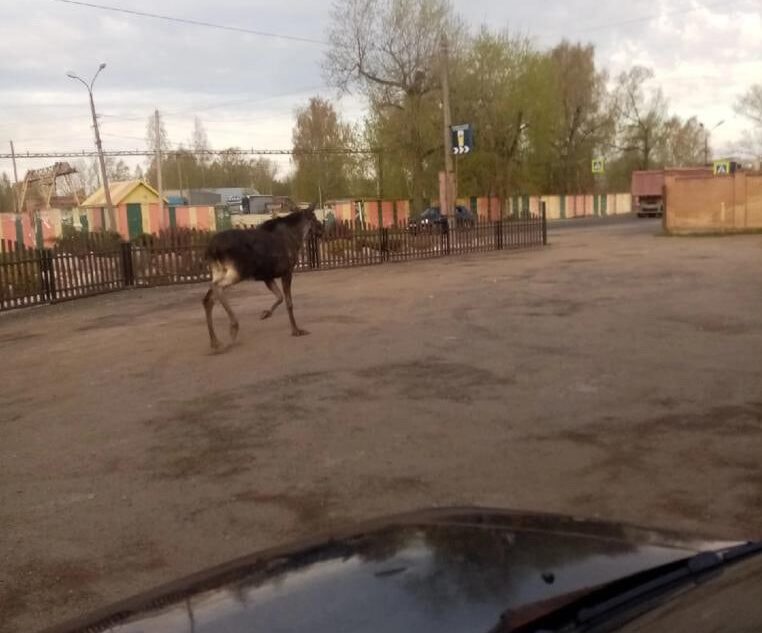 Утром в Тверской области водитель гонял по городу испуганного лосёнка Утром в Тверской области водитель гонял по городу испуганного лосёнка