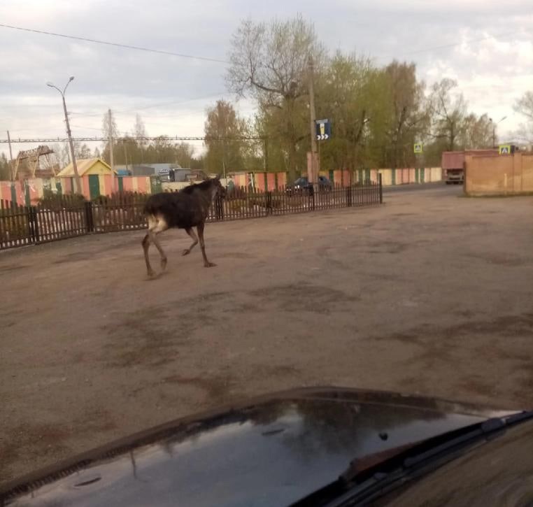 Утром в Тверской области водитель гонял по городу испуганного лосёнка