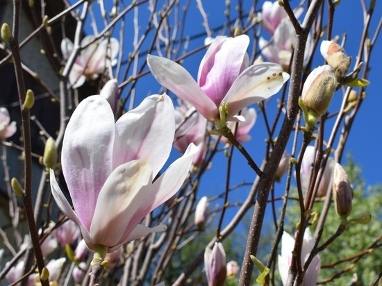 Южное дерево в средней полосе: в Тверской области вырастили магнолию