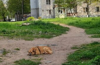 Терпеливый пес из Конакова не устает ждать своего хозяина