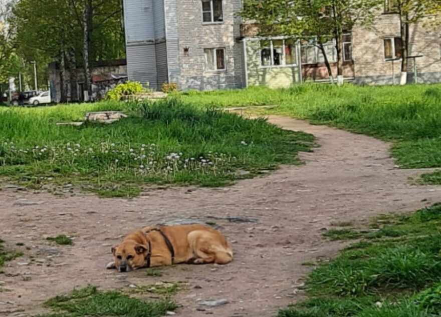 Терпеливый пес из Конакова не устает ждать своего хозяина Терпеливый пес из Конакова не устает ждать своего хозяина