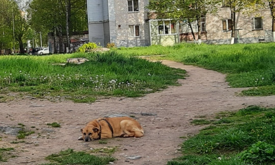 Терпеливый пес из Конакова не устает ждать своего хозяина