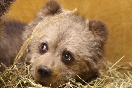 Стало известно, как назвали четырнадцатого спасённого медвежонка в Тверской области