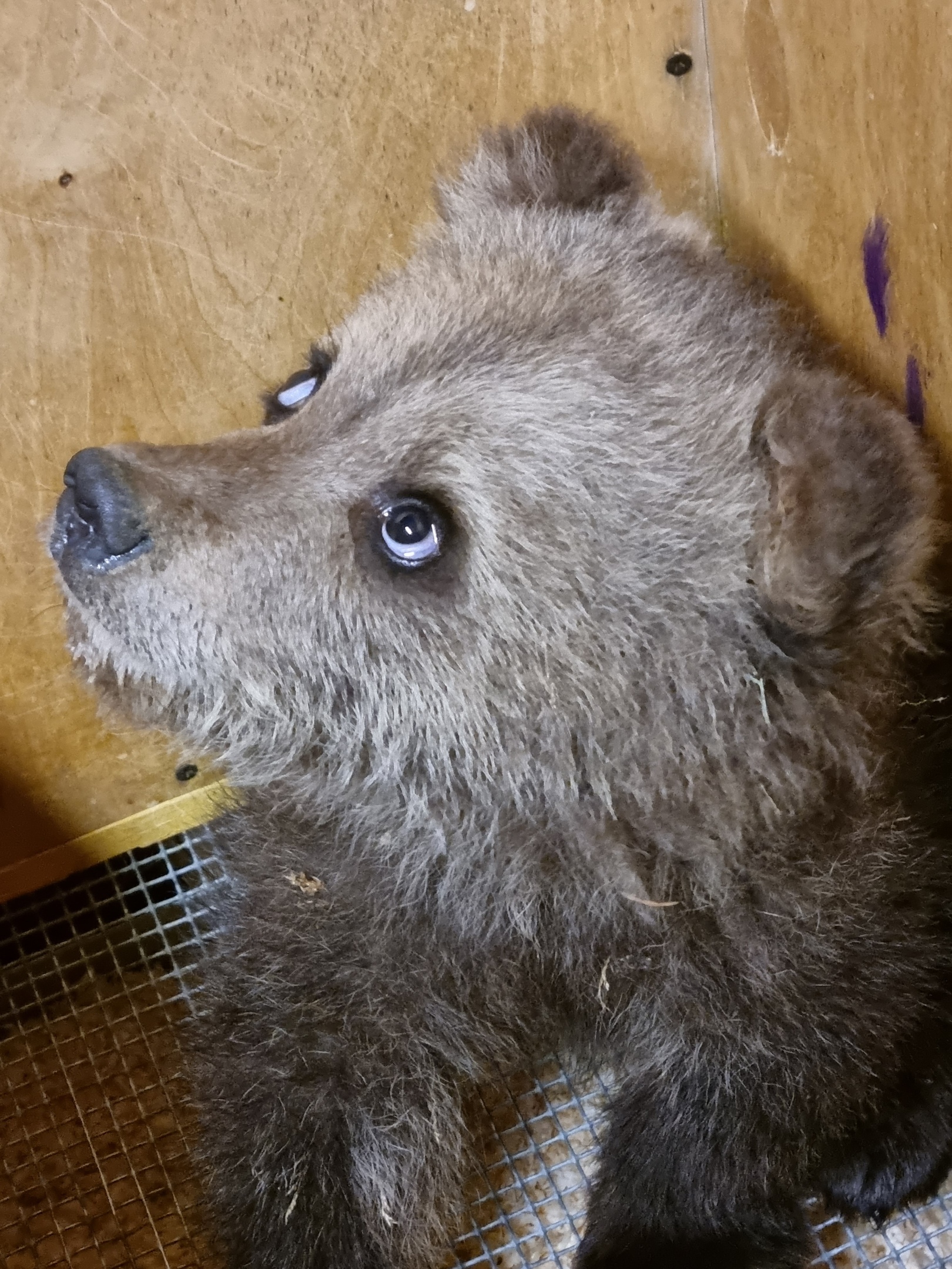 В Тверскую область привезли медвежонка, который сам вышел к людям от голода