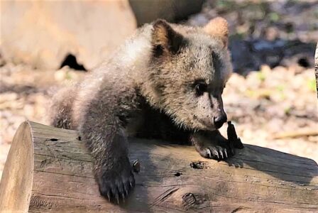 Спасённые в Тверской области медвежата всё дальше уходят от домика-берлоги Спасённые в Тверской области медвежата всё дальше уходят от домика-берлоги