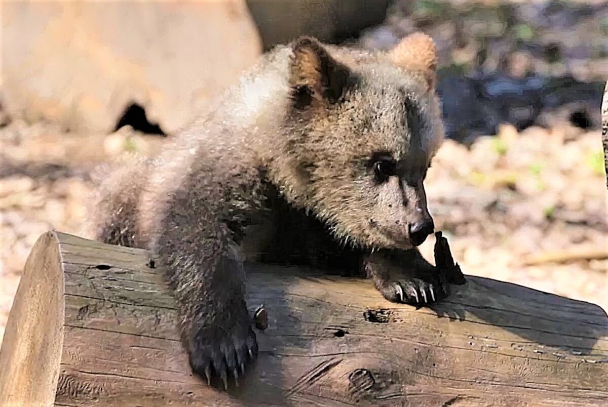 Спасённые в Тверской области медвежата всё дальше уходят от домика-берлоги