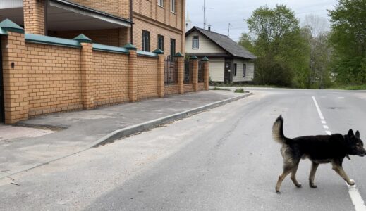 В Торжке Тверской области на жителей нападают собаки