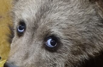 В Тверскую область привезли медвежонка, который сам вышел к людям от голода