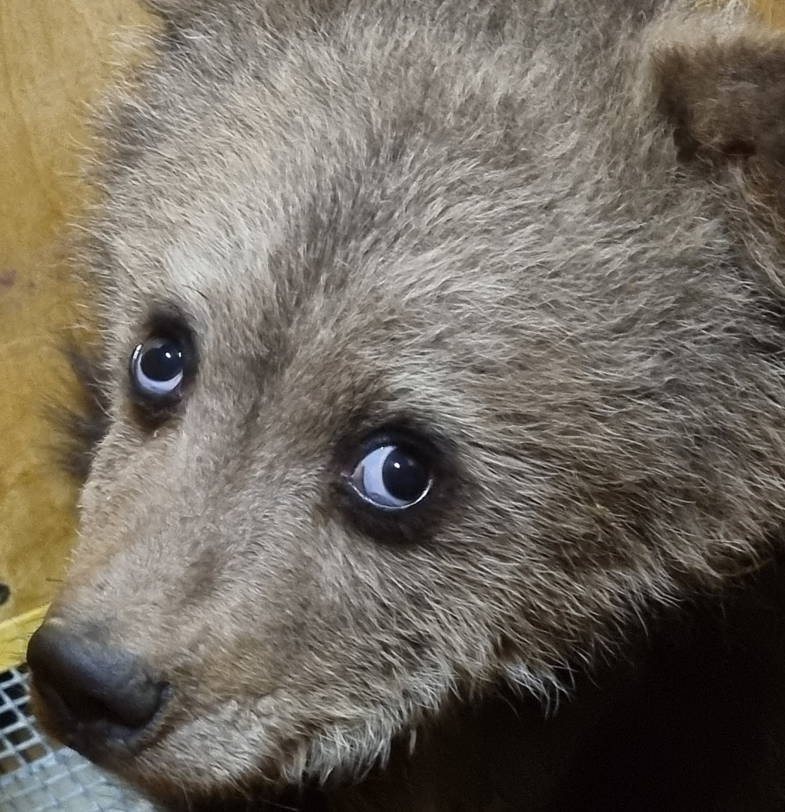 В Тверскую область привезли медвежонка, который сам вышел к людям от голода