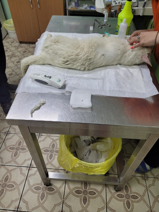 Коту, получившему пулю в Тверской области, ищут дом