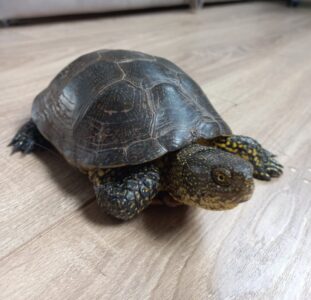 Потерявшаяся в Тверской области черепаха обрела новый дом